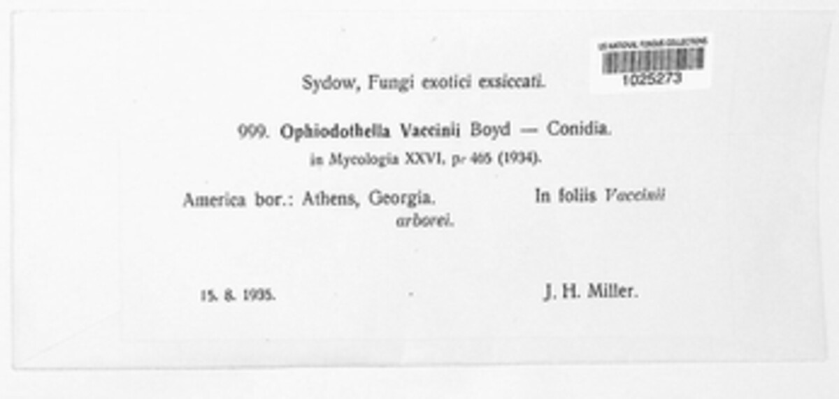 Ophiodothella angustissima image